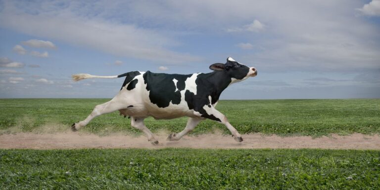 Oubliez la médaille d'un finisseur - ces gagnants de semi-marathon sont repartis avec une vache de finisseur



