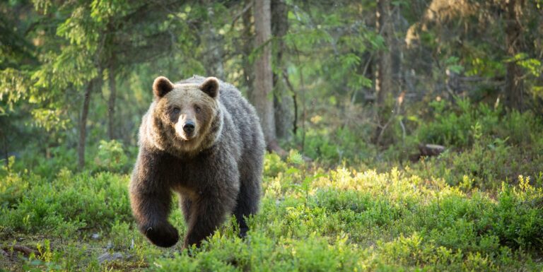 Un guide rapide pour survivre aux rencontres animales en fuite



