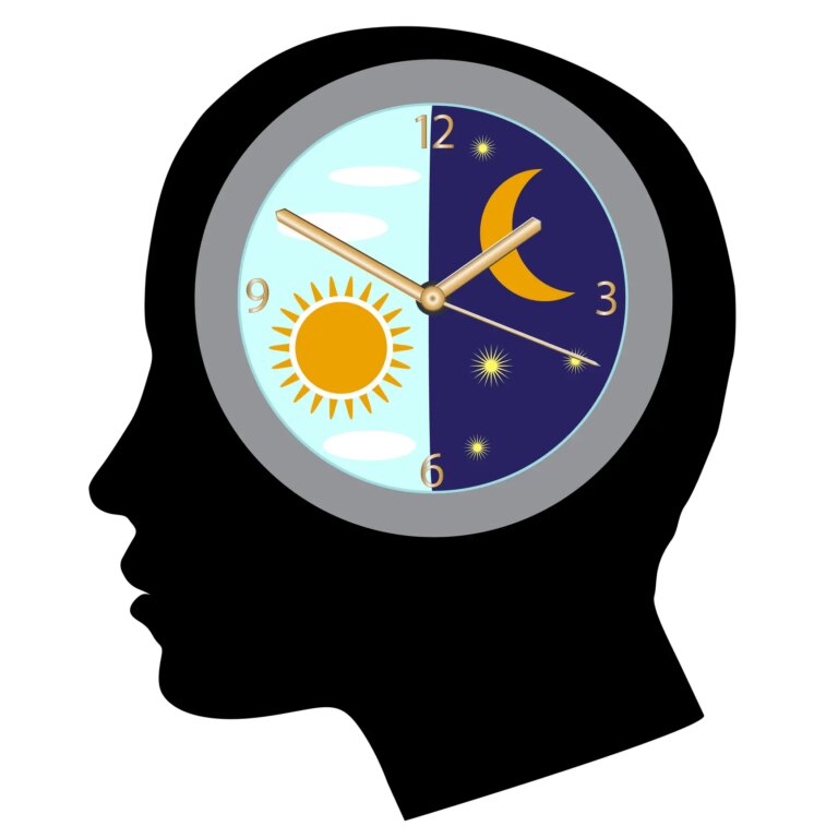 A circadian rhythm or circadian cycle. Human circadian biological clock. Insomnia and sleep disorders. Sleep wake cycle.