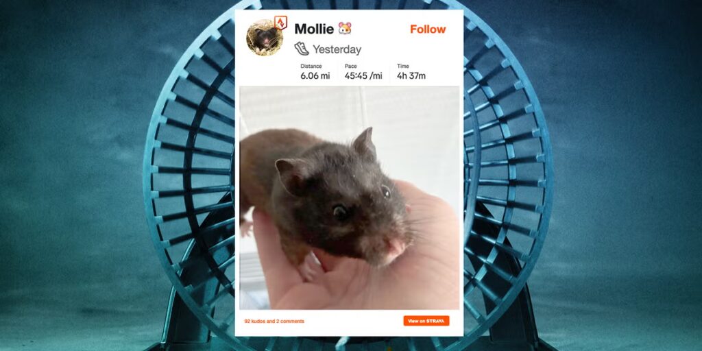 Un gars a gréé la roue de son hamster pour télécharger sur Strava. Il parcourt étonnamment loin chaque nuit