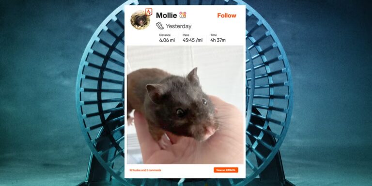 Un gars a gréé la roue de son hamster pour télécharger sur Strava. Il parcourt étonnamment loin chaque nuit
