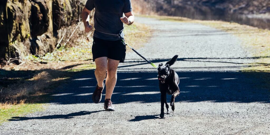 Les meilleures laisses pour chiens pour les coureurs de 2025